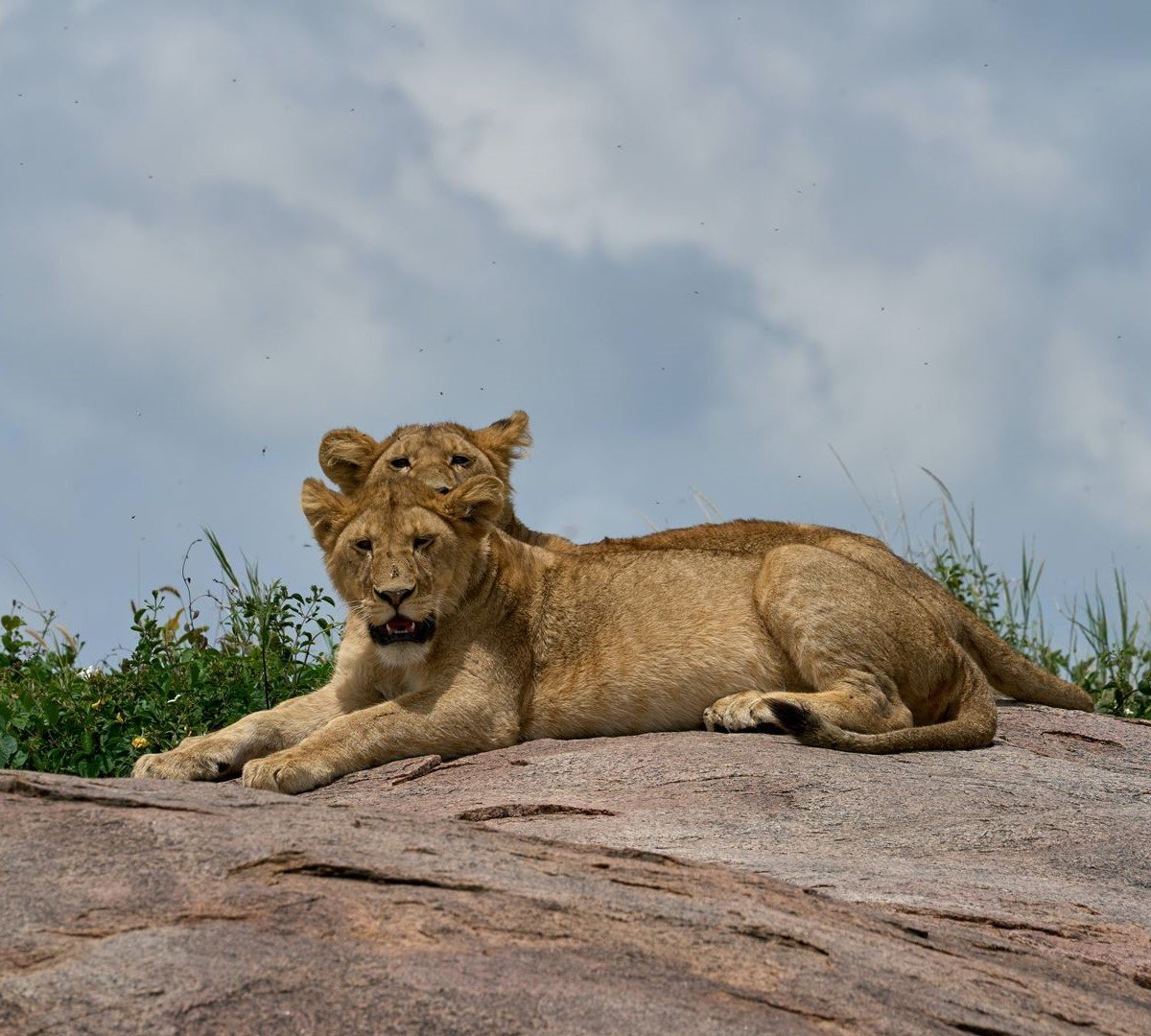 Photography Safari Tips: How to Get the Best Shots